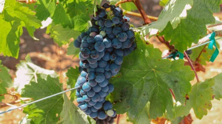 vendimia rutas del vino en Entre Ríos