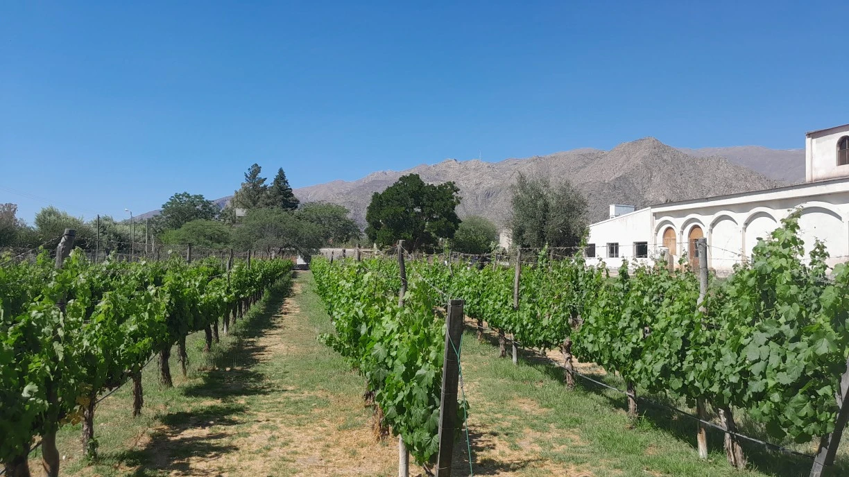 foto viñedo Domingo Hermanos en la Ruta del Vino en Salta