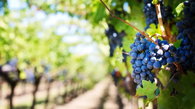 uvas ruta del vino Buenos Aires