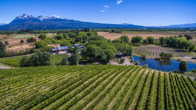 Viñedo en Neuquén Rutas del vino