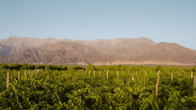 viñedo en las rutas del vino en Catamarca
