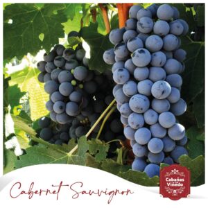 Uvas de las Cabañas del VIñedo
