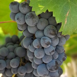 Uvas tintas
