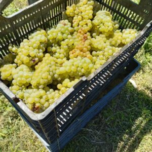 Uvas
