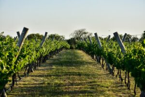 Imagen del viñedo Los Aromitos en la Ruta del vino de Diamante