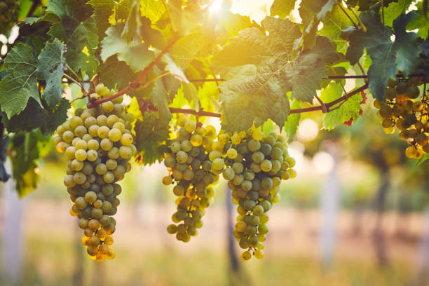 Uvas blancas