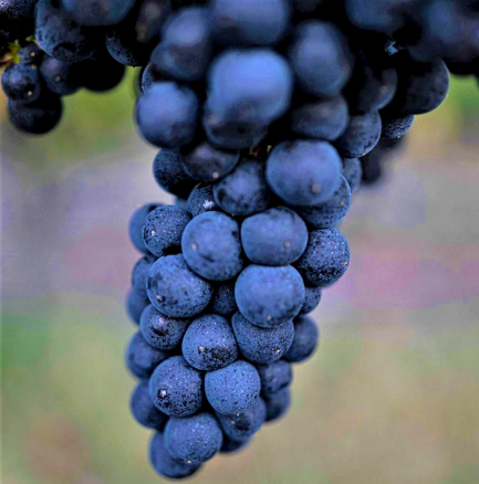 racimo de uvas