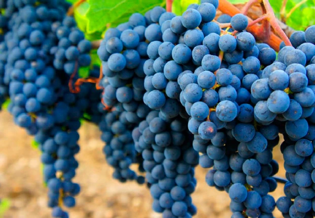 mapa Entre Ríos y las rutas del vino Diamante