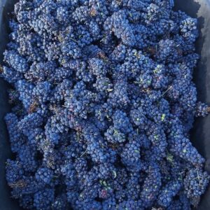 Uvas tintas