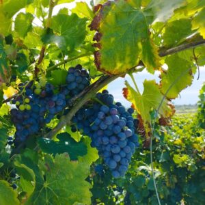 Uvas tintas