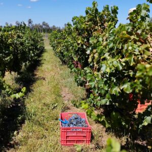 Uvas tintas