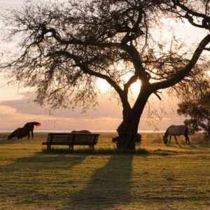 Paseos a Caballo