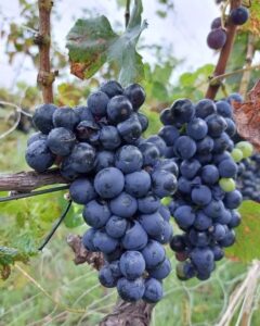 Uvas