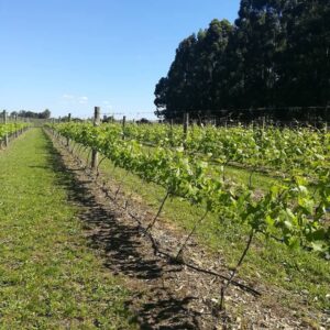 Campo de cultivo