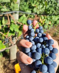 Uvas tintas