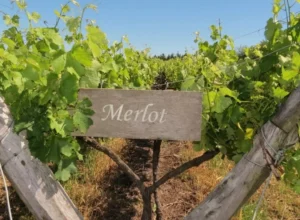Cartel dentro de la Bodega que dice Merlot