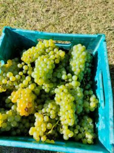 Uvas blancas
