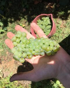 Uva blanca