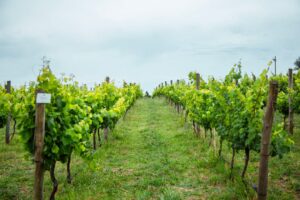 Foto sacada de la Bodega Gamboa