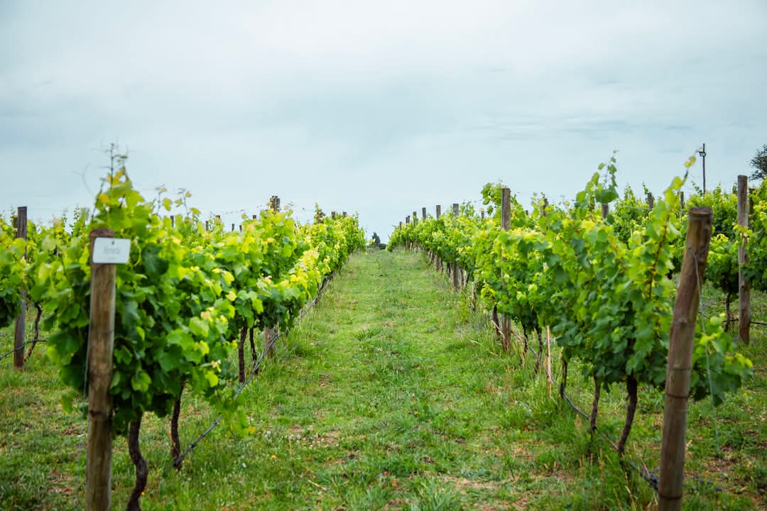 Foto sacada de la Bodega Gamboa