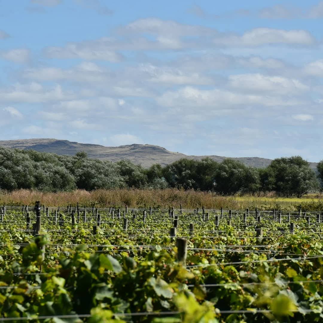 Foto de Bodega Myl Colores