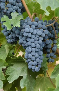 uvas tintas