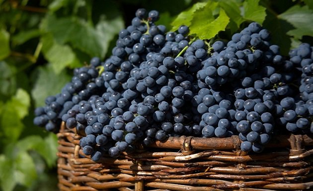 viñedos en la ruta del vino en buenos aires