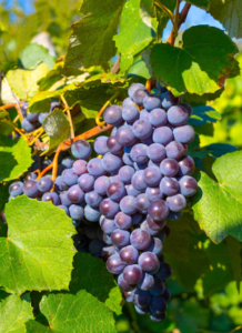Uvas de La Berisso