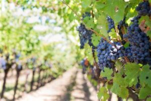 Uvas de La Blanqueada