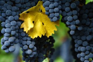 Uvas de La Blanqueada