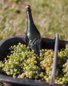 Vino de Castel Conegliano