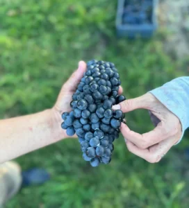 Uvas de La Juana Uribe