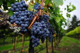 Uvas