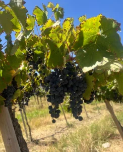Uvas de la Bodega Tizac