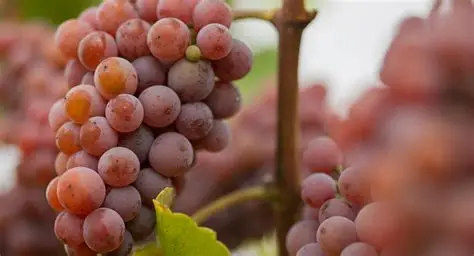 OIP Gewürztraminer Chubut