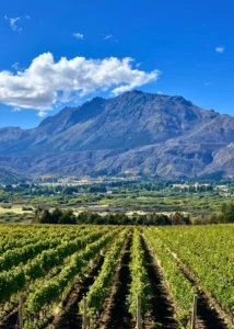 Bodega Patagonian Wine