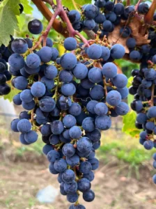 Uvas Patagonian Wines