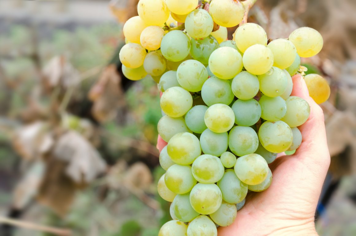 hand-holding-grape-bunch-sort-of-chardonnay-white-sort-wine-autumn-harvest-photo-with-selective-soft-focus-empty-place-for-text-copy-space-1160x768 Chardonnay Chubut