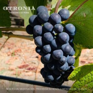 Uvas Otronia